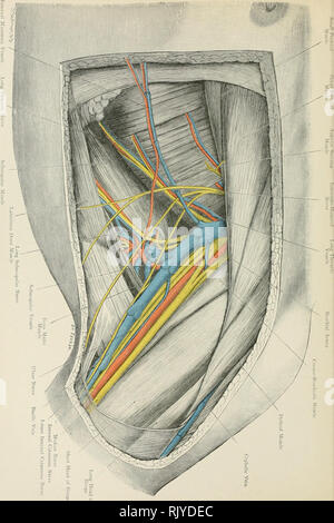 . Atlas der Angewandten (Topografische) menschlichen Anatomie für Studenten und Praktiker. Anatomie. S?" 1 JO&gt; b und c". Bitte beachten Sie, dass diese Bilder sind von der gescannten Seite Bilder, die digital für die Lesbarkeit verbessert haben mögen - Färbung und Aussehen dieser Abbildungen können nicht perfekt dem Original ähneln. extrahiert. Bardeleben, Karl Heinrich, 1849-1919; Haeckel, Ernst Heinrich Philipp August, 1834-1919. London: Rebman Limited, New York, Rebman Unternehmen Stockfoto