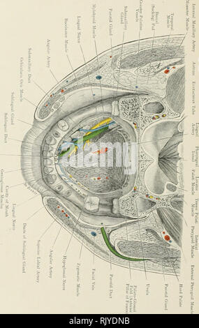 . Atlas der Angewandten (Topografische) menschlichen Anatomie für Studenten und Praktiker. Anatomie. A-B-I-'-op Zrx 3 o o&lt;-t o o. Bitte beachten Sie, dass diese Bilder sind von der gescannten Seite Bilder, die digital für die Lesbarkeit verbessert haben mögen - Färbung und Aussehen dieser Abbildungen können nicht perfekt dem Original ähneln. extrahiert. Bardeleben, Karl Heinrich, 1849-1919; Haeckel, Ernst Heinrich Philipp August, 1834-1919. London: Rebman Limited, New York, Rebman Unternehmen Stockfoto