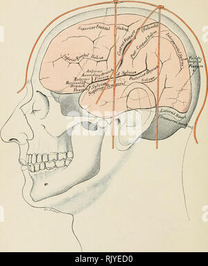 . Atlas der Angewandten (Topografische) menschlichen Anatomie für Studenten und Praktiker. Anatomie. Abb. 19. Cranio-Cerebral Topographie. Vs-Nat. Größe. Rebman Limited, London. Rcbman Company, New York. Bitte beachten Sie, dass diese Bilder sind von der gescannten Seite Bilder, die digital für die Lesbarkeit verbessert haben mögen - Färbung und Aussehen dieser Abbildungen können nicht perfekt dem Original ähneln. extrahiert. Bardeleben, Karl Heinrich, 1849-1919; Haeckel, Ernst Heinrich Philipp August, 1834-1919. London: Rebman Limited, New York, Rebman Unternehmen Stockfoto