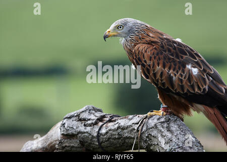 Eine Captive junger Rotmilan, Milvus milvus, sitzt auf einem Baum brach, Stockfoto