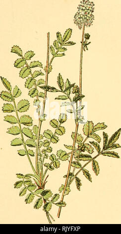 . Atlas de poche des Plantes des Champs, des Prairies et des Bois: a l'usage De promeneurs et des excursionnistes. Botanik. - 111 - Wiesen, pelouses.- Fleurit de Juin en août.. Pimprenelle. Potei'ium sanguisorba. - Rosacées. -. Bitte beachten Sie, dass diese Bilder sind von der gescannten Seite Bilder, die digital für die Lesbarkeit verbessert haben mögen - Färbung und Aussehen dieser Abbildungen können nicht perfekt dem Original ähneln. extrahiert. Siélain, R.: s. Klincksieck Paris Stockfoto