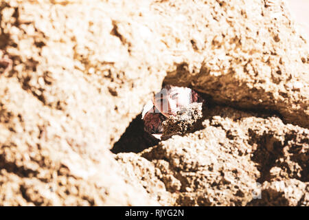 Porträt der jungen Peering durch die Öffnung der Felsformation, Alvor, Algarve, Portugal, Europa Stockfoto