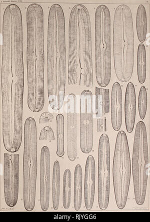 . Atlas der Diatomaceen-Kunde. . Bitte beachten Sie, dass diese Bilder sind von der gescannten Seite Bilder, die digital für die Lesbarkeit verbessert haben mögen - Färbung und Aussehen dieser Abbildungen können nicht perfekt dem Original ähneln. extrahiert. Schmidt, Adolf, 1812-1899. Reisland Leipzig: O. R. Stockfoto
