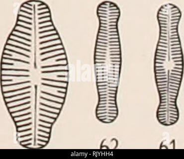 . Atlas der Diatomaceen-Kunde. . Bitte beachten Sie, dass diese Bilder sind von der gescannten Seite Bilder, die digital für die Lesbarkeit verbessert haben mögen - Färbung und Aussehen dieser Abbildungen können nicht perfekt dem Original ähneln. extrahiert. Schmidt, Adolf, 1812-1899. Reisland Leipzig: O. R. Stockfoto