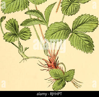 . Atlas de poche des Plantes des Champs, des Prairies et des Bois: a l'usage De promeneurs et des excursionnistes. Botanik. Fraisier des Bois. Fraisier des qnnire Saisons. Fraf: çaria vesca. - Rosacées. -. Bitte beachten Sie, dass diese Bilder sind von der gescannten Seite Bilder, die digital für die Lesbarkeit verbessert haben mögen - Färbung und Aussehen dieser Abbildungen können nicht perfekt dem Original ähneln. extrahiert. Siélain, R.: s. Klincksieck Paris Stockfoto