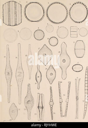 . Atlas der Diatomaceen-Kunde. Si luiu. lt s Kieselalge Atlas r i": j. Bitte beachten Sie, dass diese Bilder sind von der gescannten Seite Bilder, die digital für die Lesbarkeit verbessert haben mögen - Färbung und Aussehen dieser Abbildungen können nicht perfekt dem Original ähneln. extrahiert. Schmidt, Adolf, 1812-1899. Reisland Leipzig: O. R. Stockfoto