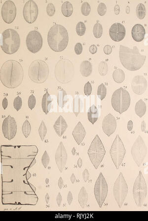 . Atlas der Diatomaceen-Kunde. '. Bitte beachten Sie, dass diese Bilder sind von der gescannten Seite Bilder, die digital für die Lesbarkeit verbessert haben mögen - Färbung und Aussehen dieser Abbildungen können nicht perfekt dem Original ähneln. extrahiert. Schmidt, Adolf, 1812-1899. Reisland Leipzig: O. R. Stockfoto