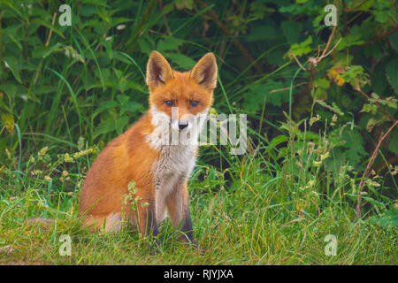 Die jungen Wilden roten Fuchs Vulpes vulpes Cub spielen vor Nest während des Abends. Das Nest wird auf dem Hintergrund im Busch entfernt Stockfoto