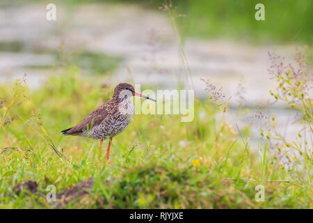 Gemeinsame Rotschenkel (Tringa totanus) Nahrungssuche in Ackerland. Diese Eurasischen wader Vogel sind gemeinsame Züchter in den agraric Grasland der Niederlande. Stockfoto