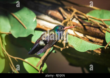 Der weiß, dass Sapphire Hylocharis cyanus, Kolibri auf einem Ast sitzend. Der Mann hat eine preußische blauer Kopf und ist grün mit rotem Schnabel Stockfoto