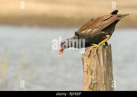 In der Nähe einer gemeinsamen Sumpfhuhn, Gallinula chloropus, Klettern eine hölzerne Stange auf der Suche nach Insekten. Stockfoto