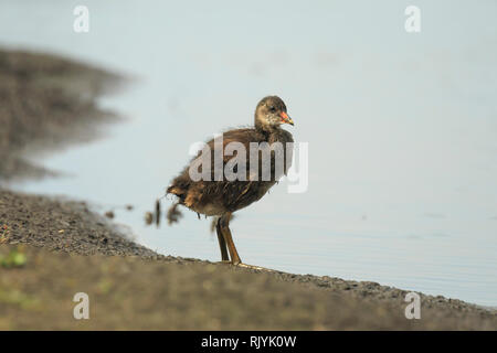 Nahaufnahme einer Jungen gemeinsamen Sumpfhuhn, Gallinula chloropus, Nahrungssuche auf eine Bank neben einem Teich. Wasser auf dem Hintergrund, selektiven Fokus verwendet. Stockfoto