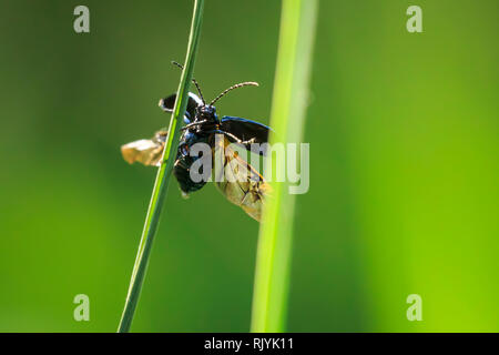 Nahaufnahme eines kleinen Erle leaf Beetle, agelastica alni, Insekt, Klettern auf grünem Gras und Schilf an einem Sommertag. Stockfoto