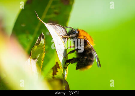 Gemeinsame carder Biene Bombus pascuorum, ruht auf die Vegetation im Tageslicht Stockfoto