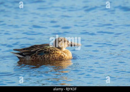 Weibliche Northern shoveler Wasservögel Spatula clypeata oder Anas clypeata, an einem See. Stockfoto