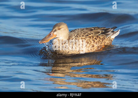 Nahaufnahme eines weiblichen Northern shoveler ente, Anas clypeata, Schwimmen auf das klare blaue Wasser an einem sonnigen Tag. Stockfoto