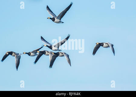 Nahaufnahme der kanadischen Gänse Branta canadensis im Flug migrieren Stockfoto