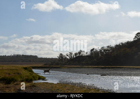 Herden von Guanacos, die einen Fluß überquert, in Karukinka Naturpark, Tierra del Fuego, Chile Stockfoto