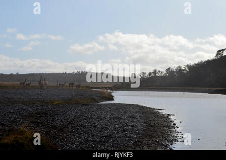 Herden von Guanacos, die einen Fluß überquert, in Karukinka Naturpark, Tierra del Fuego, Chile Stockfoto