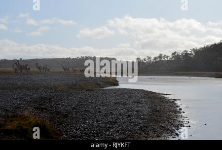 Herden von Guanacos, die einen Fluß überquert, in Karukinka Naturpark, Tierra del Fuego, Chile Stockfoto