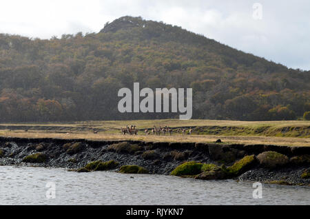 Herden von Guanacos, die einen Fluß überquert, in Karukinka Naturpark, Tierra del Fuego, Chile Stockfoto