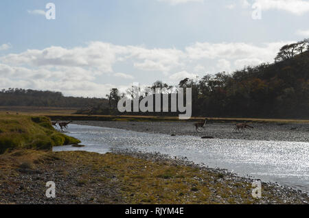 Herden von Guanacos, die einen Fluß überquert, in Karukinka Naturpark, Tierra del Fuego, Chile Stockfoto