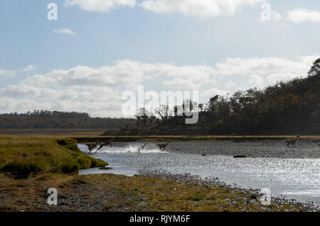 Herden von Guanacos, die einen Fluß überquert, in Karukinka Naturpark, Tierra del Fuego, Chile Stockfoto