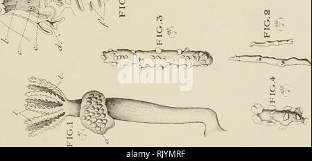 . Atlas d'anatomie comparée des invertébrés. Wirbellose Tiere. . Bitte beachten Sie, dass diese Bilder sind von der gescannten Seite Bilder, die digital für die Lesbarkeit verbessert haben mögen - Färbung und Aussehen dieser Abbildungen können nicht perfekt dem Original ähneln. extrahiert. Vayssière, A. (Albert Jean Baptiste Marie), b. 1854. Paris, Doin Stockfoto