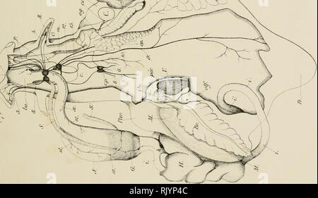 . Atlas d'anatomie comparée des invertébrés. Wirbellose Tiere. . Bitte beachten Sie, dass diese Bilder sind von der gescannten Seite Bilder, die digital für die Lesbarkeit verbessert haben mögen - Färbung und Aussehen dieser Abbildungen können nicht perfekt dem Original ähneln. extrahiert. Vayssière, A. (Albert Jean Baptiste Marie), b. 1854. Paris, Doin Stockfoto