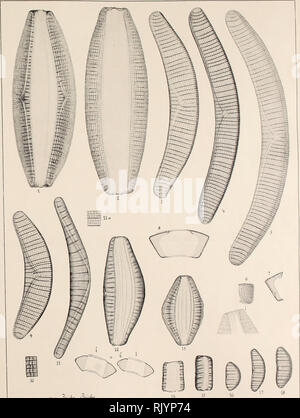 . Atlas der Diatomaceen-Kunde. |&gt; r.iuni.lt s Kieselalge Atlas.. Ich £? V W/Ü&amp;* OtAX&amp; c. Bitte beachten Sie, dass diese Bilder sind von der gescannten Seite Bilder, die digital für die Lesbarkeit verbessert haben mögen - Färbung und Aussehen dieser Abbildungen können nicht perfekt dem Original ähneln. extrahiert. Schmidt, Adolf, 1812-1899. Reisland Leipzig: O. R. Stockfoto