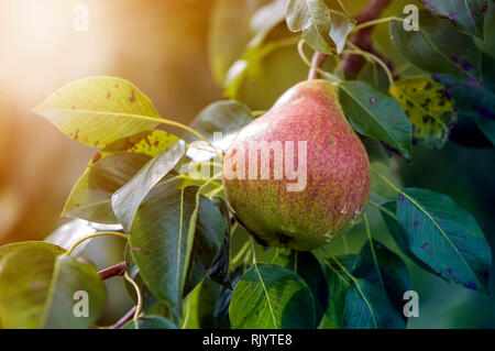 Nahaufnahme der isolierten wunderschöne grüne Birne mit Tautropfen hängenden Reifen auf Baum mit grünen Blättern beleuchtet durch helle Sommer Sonne auf blurre Stockfoto