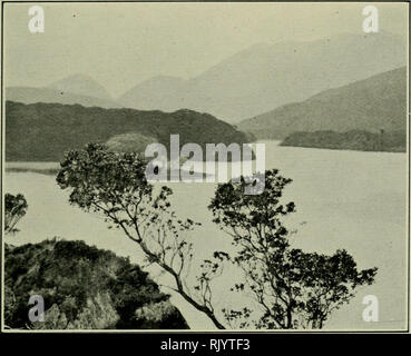 . Aspekte der Pflanzenwelt ; mit besonderem Bezug auf die britische Flora. Pflanzen. Abb. 29.-Straße. WBERRY-Baum (Arbutus unedo) auf die Seen von Killarney. Bitte beachten Sie, dass diese Bilder sind von der gescannten Seite Bilder, die digital für die Lesbarkeit verbessert haben mögen - Färbung und Aussehen dieser Abbildungen können nicht perfekt dem Original ähneln. extrahiert. Praeger, R. Lloyd (Robert Lloyd), 1865-1953. London, Gesellschaft zur Förderung des christlichen Wissen Stockfoto