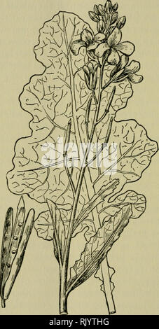 . Aspekte der Pflanzenwelt ; mit besonderem Bezug auf die britische Flora. Pflanzen. Ich 50 PFLANZEN UND MENSCH Zea (Mais). Der Wert dieser für die menschliche Rasse ist unberechenbar, und einige von ihnen haben in der cultiva worden. Abb. 25.- Wilde Kohl (Brassica oleracea). §.- Für mindestens fünf tausend Jahre. In einigen von ihnen, in der Tat, die nativen Form jetzt unbekannt ist, verbessert. Bitte beachten Sie, dass diese Bilder sind von der gescannten Seite Bilder, die digital für die Lesbarkeit verbessert haben mögen - Färbung und Aussehen dieser Abbildungen können nicht perfekt dem Original ähneln. extrahiert. Praeger, R. Lloyd ( Stockfoto