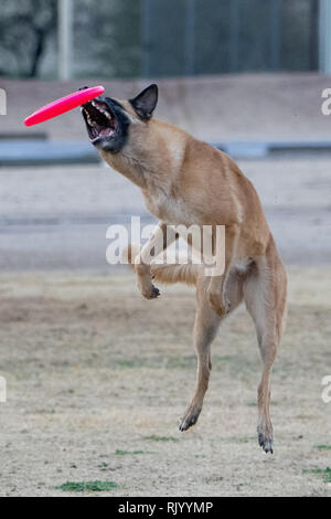 Belgische Malinois Fang ein rosa Disc Stockfoto