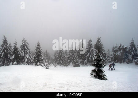 07. Februar 2019, Sachsen-Anhalt Brocken: Wandern entlang dem Götheweg durch den Winter Wald Richtung Brocken. Im Harz in der Region rund um den Brocken, es wird neblig und bewölkt bleiben in den kommenden Tagen. Foto: Klaus-Dietmar Gabbert/dpa-Zentralbild/ZB | Verwendung weltweit Stockfoto