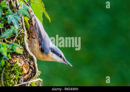 Blaenpennal, Aberystwyth, Wales, UK. 08 Februsry 2019. Eine europäische Kleiber ist zu Besuch in meinem Garten Vorteil von einigen freien Erdnüsse in der kalten und windigen Wetter zu nehmen. Credit: Phil Jones/Alamy leben Nachrichten Stockfoto