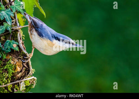 Blaenpennal, Aberystwyth, Wales, UK. 08 Februsry 2019. Eine europäische Kleiber ist zu Besuch in meinem Garten Vorteil von einigen freien Erdnüsse in der kalten und windigen Wetter zu nehmen. Credit: Phil Jones/Alamy leben Nachrichten Stockfoto