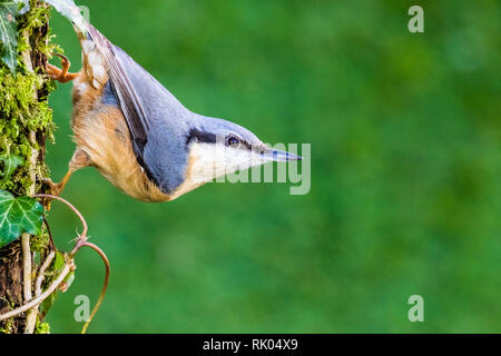 Blaenpennal, Aberystwyth, Wales, UK. 08 Februsry 2019. Eine europäische Kleiber ist zu Besuch in meinem Garten Vorteil von einigen freien Erdnüsse in der kalten und windigen Wetter zu nehmen. Credit: Phil Jones/Alamy leben Nachrichten Stockfoto