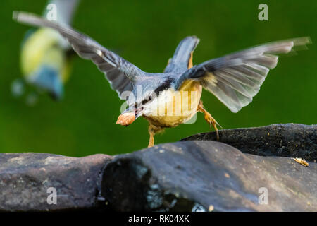 Blaenpennal, Aberystwyth, Wales, UK. 08 Februsry 2019. Eine europäische Kleiber ist zu Besuch in meinem Garten Vorteil von einigen freien Erdnüsse in der kalten und windigen Wetter zu nehmen. Credit: Phil Jones/Alamy leben Nachrichten Stockfoto