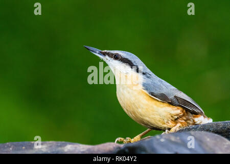 Blaenpennal, Aberystwyth, Wales, UK. 08 Februsry 2019. Eine europäische Kleiber ist zu Besuch in meinem Garten Vorteil von einigen freien Erdnüsse in der kalten und windigen Wetter zu nehmen. Credit: Phil Jones/Alamy leben Nachrichten Stockfoto