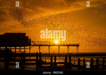 Aberystwyth, Wales, UK. 08. Februar 2019. UK Wetter: Bei Sonnenuntergang an einem windigen Abend als Sturm Erik bläst sich heraus, riesige Herden von Zehntausenden von Stare (als "Adar yr Eira' bekannt - jetzt Vögel" in die walisische Sprache) führen Sie ihre spektakulären bin urmurations" in den Himmel, wie Sie von Ihren täglichen Nahrungsaufnahme zurück für die Nacht auf den Wald von Gusseisen Beine unter Victorian seaside von Aberystwyth Pier zum roost. Credit: Keith Morris/Alamy leben Nachrichten Stockfoto