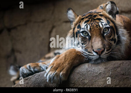 Datei: London, UK. 8. Feb 2019. ZSL London Zoo verlorenen Geliebten Sumatra tigerin Melati. Neue Tiger Asim, der vor 10 Tagen arrivved, näherten sich Melati und, wie durch die Tierhalter zu erwarten, die beiden Tiger wurden zunächst vorsichtig. Ihre Einführung begann als vorhergesagt, aber schnell in eine aggressivere Interaktion eskaliert. Asim hatte bereits überwältigt Melati. Zoowärter waren schließlich in der Lage, Asim in einem separaten Paddock zu befestigen, so dass sie sicher zu Melati, wo unsere Tierärzte bestätigte, dass sie leider gestorben war. PIC: 29. März 2018. Melati in Ihrem Zoo Gehäuse. Pic: Chris Aubrey/Alamy leben Nachrichten Stockfoto