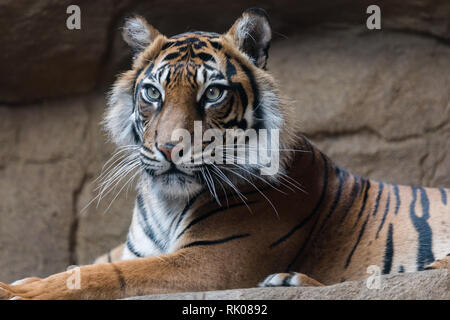 Datei: London, UK. 8. Feb 2019. ZSL London Zoo verlorenen Geliebten Sumatra tigerin Melati. Neue Tiger Asim, der vor 10 Tagen arrivved, näherten sich Melati und, wie durch die Tierhalter zu erwarten, die beiden Tiger wurden zunächst vorsichtig. Ihre Einführung begann als vorhergesagt, aber schnell in eine aggressivere Interaktion eskaliert. Asim hatte bereits überwältigt Melati. Zoowärter waren schließlich in der Lage, Asim in einem separaten Paddock zu befestigen, so dass sie sicher zu Melati, wo unsere Tierärzte bestätigte, dass sie leider gestorben war. PIC: 29. März 2018. Melati in Ihrem Zoo Gehäuse. Pic: Chris Aubrey/Alamy leben Nachrichten Stockfoto