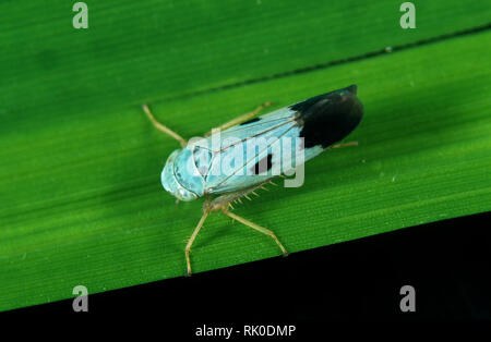 Blaue Farbe Variation eines grünen Paddy leafhopper, Nephotettix virescens, biotypen von diesem Schädling-spezies Stockfoto