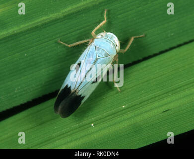 Blaue Farbe Variation eines grünen Paddy leafhopper, Nephotettix virescens, biotypen von diesem Schädling-spezies Stockfoto