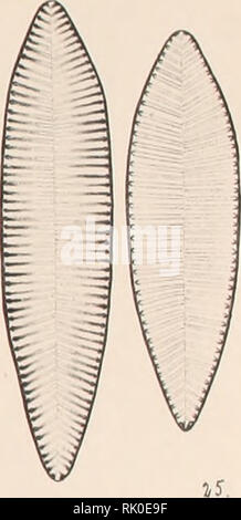 . Atlas der Diatomaceen-Kunde. M.r: 10 &lt; * M. Lt. n 21. 22. Bitte beachten Sie, dass diese Bilder sind von der gescannten Seite Bilder, die digital für die Lesbarkeit verbessert haben mögen - Färbung und Aussehen dieser Abbildungen können nicht perfekt dem Original ähneln. extrahiert. Schmidt, Adolf, 1812-1899. Reisland Leipzig: O. R. Stockfoto