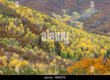 Sanfte Hügel mit üppiger Bäume in hellen Farben des Herbstes in der Nähe von Park City, Utah abgedeckt Stockfoto