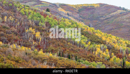 Sanfte Hügel mit üppiger Bäume in hellen Farben des Herbstes in der Nähe von Park City, Utah abgedeckt Stockfoto