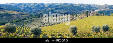 Weinreben und Olivenbäume Stockfoto