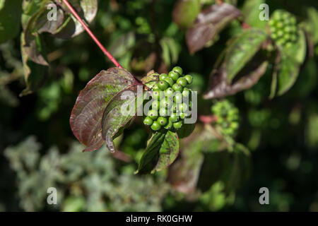 Grüne Beeren / Grüne Beeren an Ästen Stockfoto